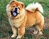 chow-chow ETOILE STYLE OF MARY
