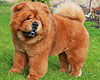 chow-chow HUGS FOR STYLE OF MARY DEI LEONI IMPERIALI