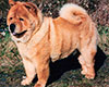 Chow-chow TANLAP THE SLICKER