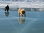 Чау-чау ходят по льду на Байкале