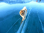 Chow-chow on the clear Baikal's ice