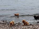 Chow-chow on Baikal Lake (Russia)