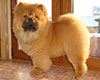 red chow-chow female