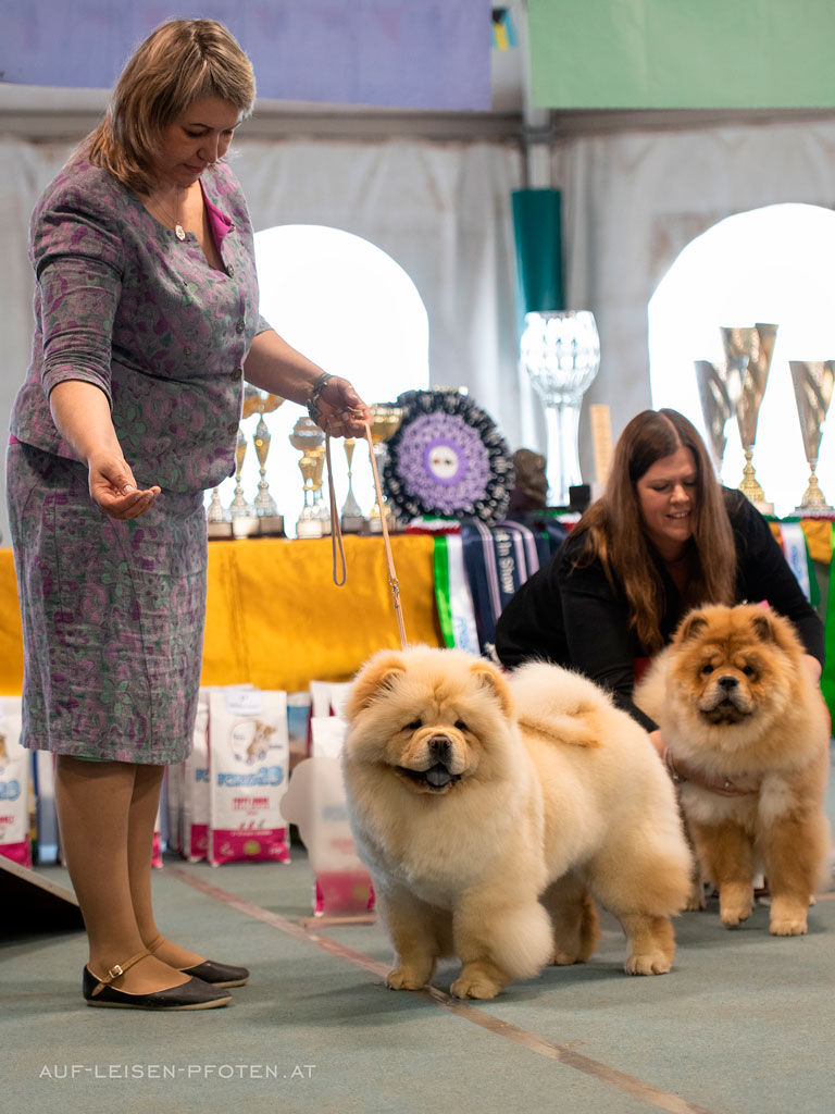 Chow-chow Djulideil LALIQUE CRYSTAL