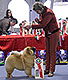 Chow-chow Kennel Dgulideil at Dog Show in Italy