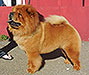 Chow-chow Honey Style Of Mary