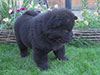 Chow-chow puppy in Dgulideil Kennel Russia