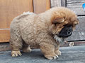 Chow-chow puppy Dgulideil INNOVATION OF THE PAST