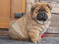 Chow-chow puppy Dgulideil INNOVATION OF THE PAST