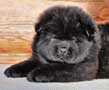Chow-chow puppie Dgulideil black male