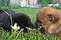 Chow-chow puppies Dgulideil VAI-FAI and Dgulideil VINTAGE