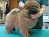 Red chow-chow puppy boy Dgulideil JE T’AIME